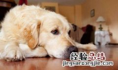 金毛犬国家规定不准养吗 这种狗好养吗