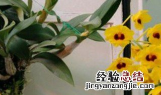 鼓槌石斛怎么养才开花多 鼓槌石斛怎么养才开花