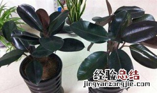 橡皮树冻蔫吧了咋办 橡皮树冻蔫吧了咋办呀