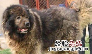 巨型高加索犬有多大 高加索犬身高范围