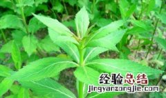 南沙参种植技术和方法图片 南沙参种植技术和方法