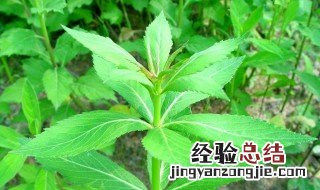 南沙参种植技术和方法图片 南沙参种植技术和方法