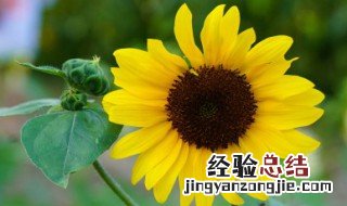 向日葵什么时候开花结果 向日葵什么时候开花?