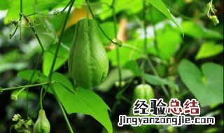 佛手瓜怎样留种和过冬 佛手瓜种植的留种方法