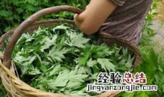 艾草如何制作成艾香 艾草如何制作成艾香的方法