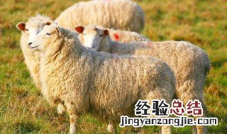 羊驱虫最快的方法 羊驱虫用什么药