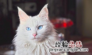 山东狮子猫性格特征 狮子猫受人喜爱吗