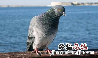 好种鸽挑选诀窍 6个方法挑选好种鸽