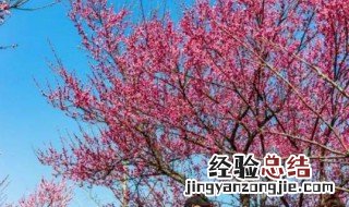 荆州区恒荣梅园 荆州恒荣梅园在哪里