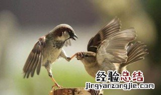 麻雀寿命多长时间 他们的习性你知道多少