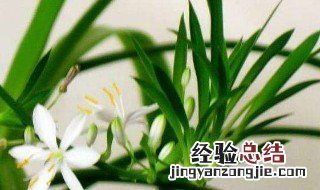 吊兰开花的寓意是什么 吊兰开花的寓意是什么呢