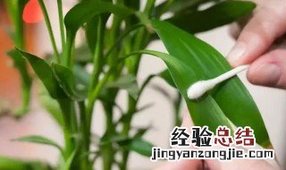 白醋喷花叶的正确方法 白醋怎么喷花叶