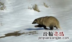 獾是什么动物 獾简介