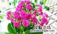 长寿花最怕什么 长寿花怎么养