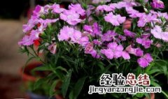 家里种石竹花健康吗,吉利吗? 家里养石竹花风水寓意好不好