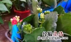 花卉追肥方法 花卉追肥方法有哪几种