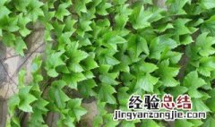 爬山虎什么时候种植最适宜 爬山虎最佳种植时间介绍