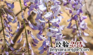 家里可以养紫藤花吗 为什么家里不能养紫藤花