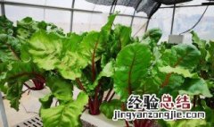 常见蔬菜可在家无土栽培品种有哪些 在家无土种植蔬菜