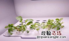 办公室适合种植哪些蔬菜和水果 办公室适合种植哪些蔬菜