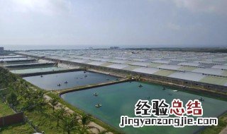 淡水如何养海虾 海水淡养虾怎么养殖