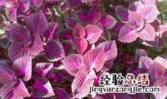 紫苏煮水方法 紫苏泡水怎么喝