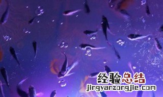 亲亲鱼怎么繁殖 亲亲鱼怎么养