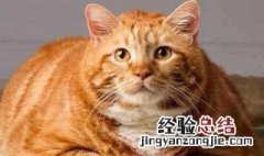 养橘猫的好处 俘获了众多猫奴的心