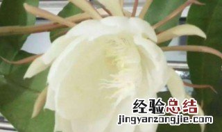 为什么家里不能养昙花 家里千万不可养昙花为什么