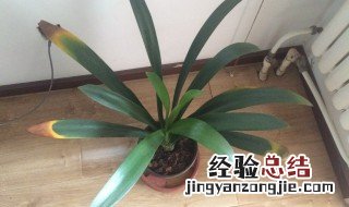 君子兰叶尖干枯怎么办 君子兰叶尖干枯怎么办视频