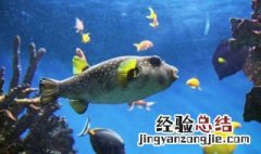 海里河豚有毒吗 为什么？