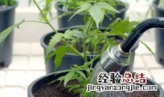 花盆浇水技巧 盆花浇水的三种方法