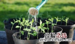 种草什么时候浇水 种草浇水时间介绍