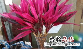 红色富贵竹怎么养 红色富贵竹怎么养才能更旺盛