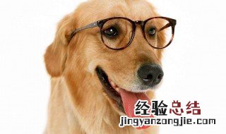 金毛犬的7大缺点 有什么缺点