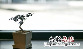 自己种植盆栽种什么好 自己种植盆栽种什么好呢