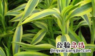 富贵竹可以加硫酸亚铁 富贵竹水里面可以放硫酸亚铁吗