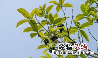 桂花枯枝什么原因 桂花死枝原因