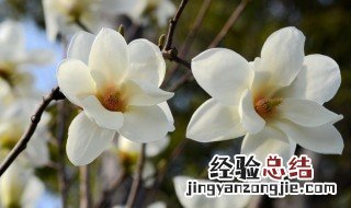 玉兰花养多久能开花? 玉兰花养多长时间会开花