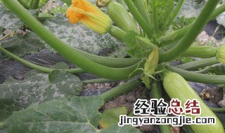 西葫芦什么时候种植 西葫芦播种时间