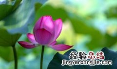 荷花盆栽怎么换水 家养荷花怎么换水