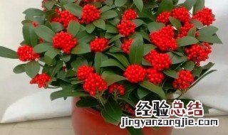 红玉珠如何养殖 红玉珠花怎么养殖