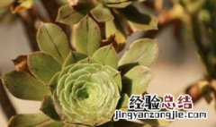 绿法师寓意和象征 绿法师的风水寓意