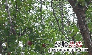 枣树的寓意和风水 枣树在风水上代表什么寓意