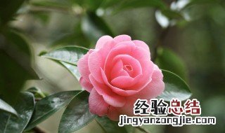 栀子花可以吃吗? 盆栽的栀子花可以吃吗