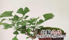 家庭禁忌银杏盆景为什么 家庭种植银杏盆景禁忌有哪些