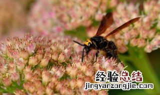 马蜂的天敌是什么 马蜂简介