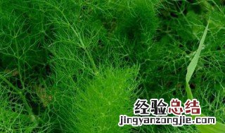 怎样种茴香种子种植方法 怎样种茴香种子种植方法图片