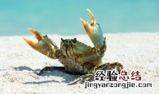 青蟹死了几个小时可以吃吗有毒吗 青蟹死了几个小时可以吃吗