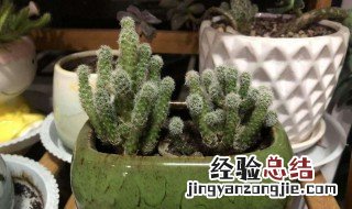 白鸟怎么养能开花 白鸟怎么养